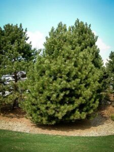 Сосна Чёрная (Pinus Nigra) купить по цене от 270.00р. в интернет-магазине «Посадика» с доставкой почтой в в Калачинске и по всей России – [изображение №1].