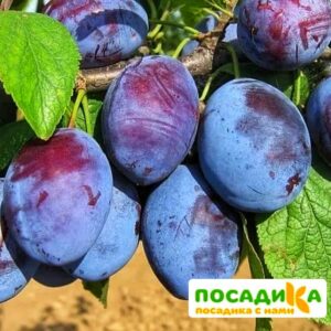 Слива Чачакская ранняя купить по цене от 229.00р. в интернет-магазине «Посадика» с доставкой почтой в в Калачинске и по всей России – [изображение №1].