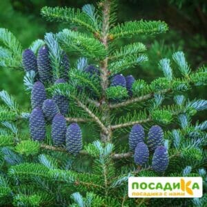 Пихта корейская (Abies koreana) купить по цене от 450.00р. в интернет-магазине «Посадика» с доставкой почтой в в Калачинске и по всей России – [изображение №1].