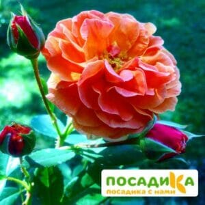 Роза Арабия купить по цене от 350.00р. в интернет-магазине «Посадика» с доставкой почтой в в Калачинске и по всей России – [изображение №1].