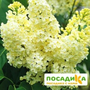 Сирень Примроуз (Primrose) купить по цене от 529.00р. в интернет-магазине «Посадика» с доставкой почтой в в Калачинске и по всей России – [изображение №1].