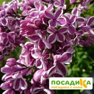 Сирень Сенсация купить по цене от 529.00р. в интернет-магазине «Посадика» с доставкой почтой в в Калачинске и по всей России – [изображение №1].