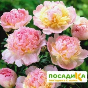 Пион Распберри Сандей (Paeonia Raspberry Sundae) купить по цене от 959р. в интернет-магазине «Посадика» с доставкой почтой в в Калачинске и по всей России – [изображение №1].