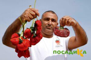 Клубника Гигант Джорнея купить по цене от 266р. в интернет-магазине «Посадика» с доставкой почтой в в Калачинске и по всей России – [изображение №1].