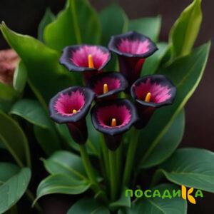 Калла Аура Лейс купить по цене от 400р. в интернет-магазине «Посадика» с доставкой почтой в в Калачинске и по всей России – [изображение №1].