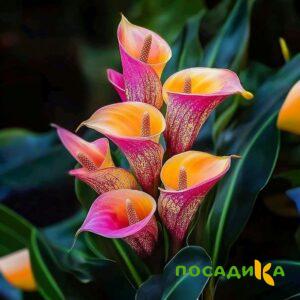 Калла Оникс купить по цене от 450р. в интернет-магазине «Посадика» с доставкой почтой в в Калачинске и по всей России – [изображение №1].