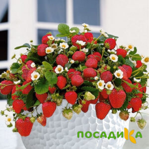 Клубника Рубиновый Шепот (горшечная) купить по цене от 240р. в интернет-магазине «Посадика» с доставкой почтой в в Калачинске и по всей России – [изображение №1].