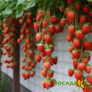 Клубника вьющаяся Комплимент купить по цене от 470р. в интернет-магазине «Посадика» с доставкой почтой в в Калачинске и по всей России – [изображение №1].