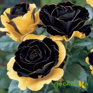 Роза Ханни Сикл купить по цене от 700р. в интернет-магазине «Посадика» с доставкой почтой в в Калачинске и по всей России – [изображение №1].