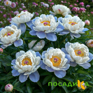 Пион акварельный Этюд купить по цене от 806р. в интернет-магазине «Посадика» с доставкой почтой в в Калачинске и по всей России – [изображение №1].