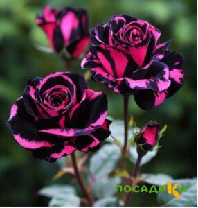 Роза Багровый Шепот купить по цене от 366р. в интернет-магазине «Посадика» с доставкой почтой в в Калачинске и по всей России – [изображение №1].