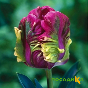 Тюльпан Экзотик Хэвен купить по цене от 186р. в интернет-магазине «Посадика» с доставкой почтой в в Калачинске и по всей России – [изображение №1].